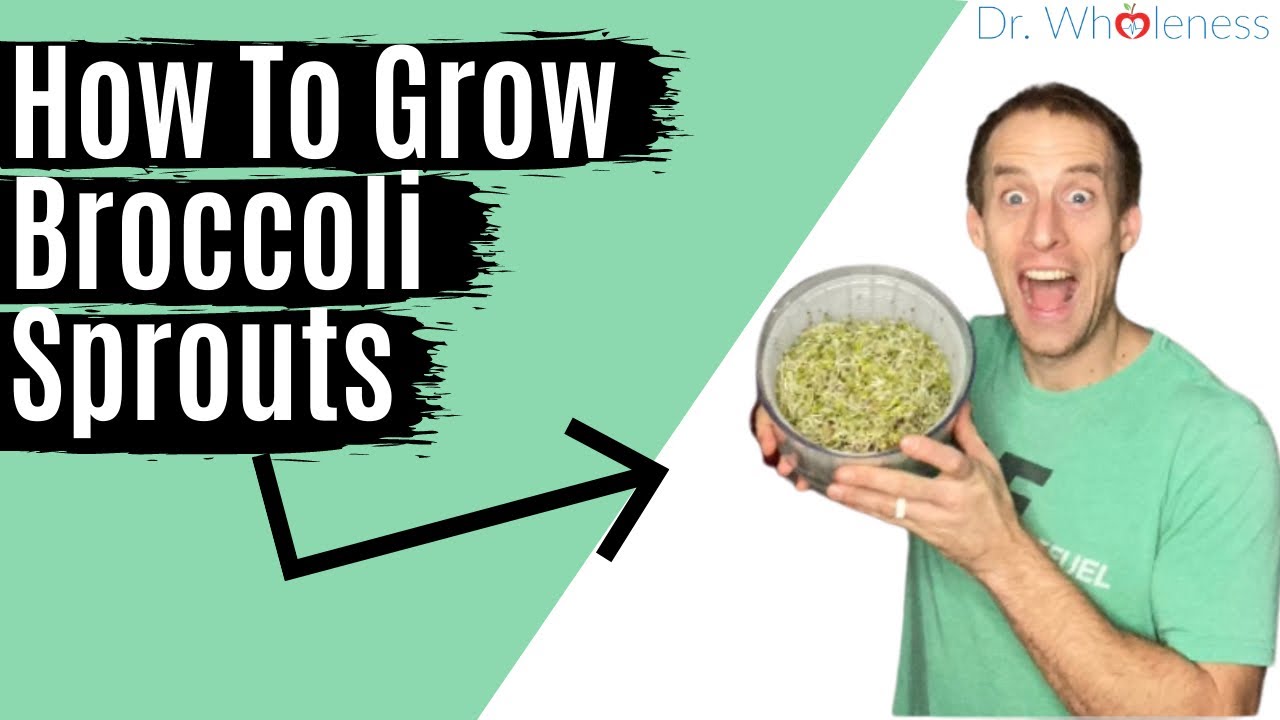 How to grow broccoli sprouts